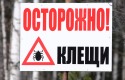 Ученые создали новое средство от клещевого энцефалита